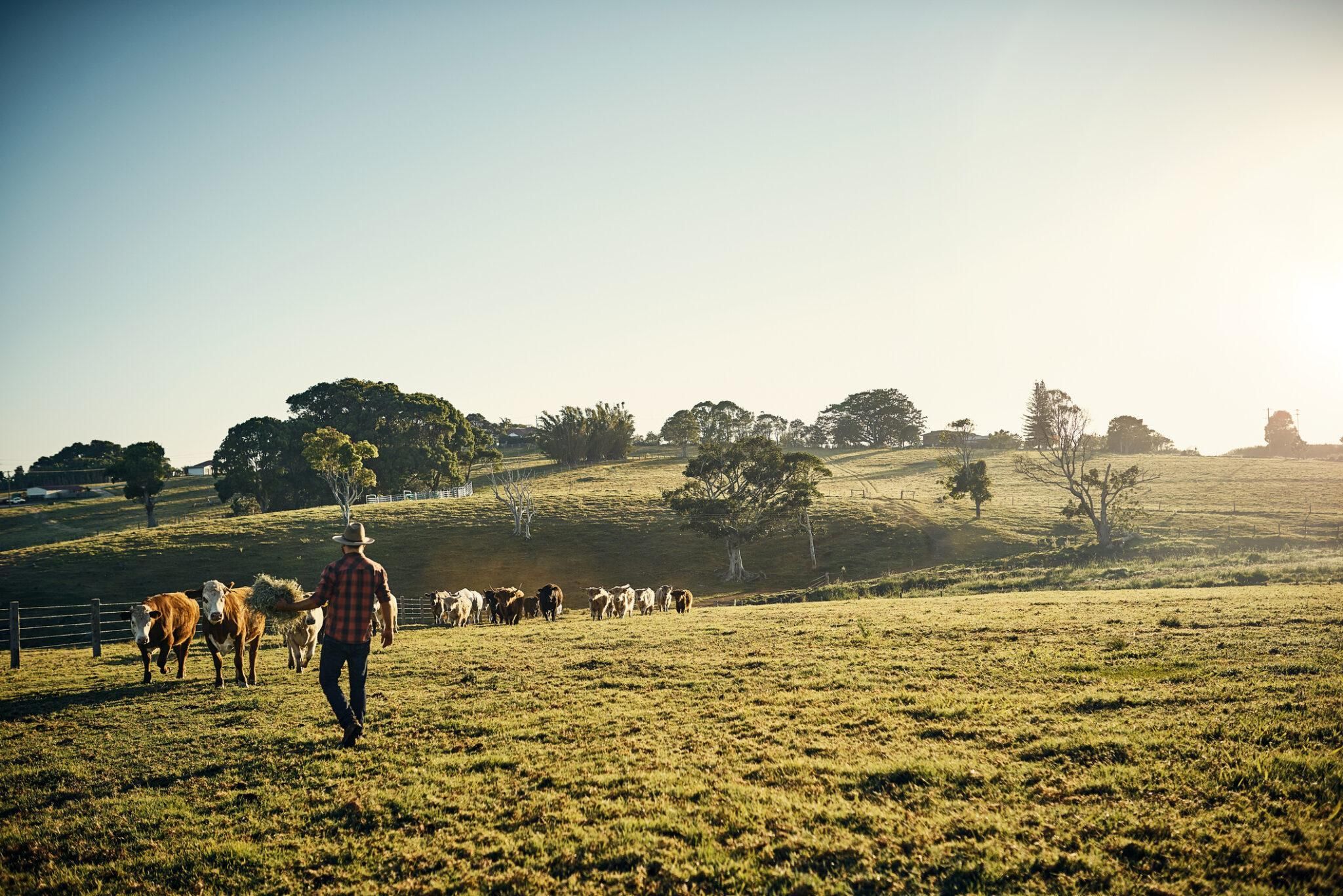 A farmer carrying hay across a green paddock towards a herd of cattle at sunrise