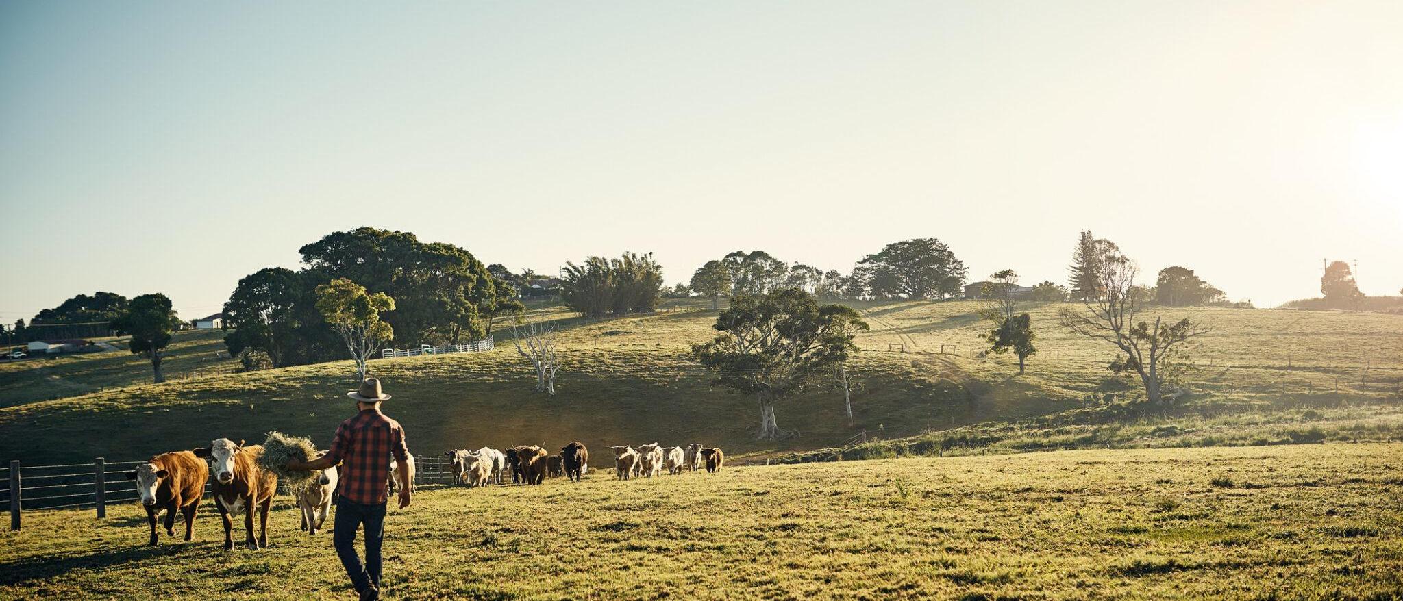 A farmer carrying hay across a green paddock towards a herd of cattle at sunrise