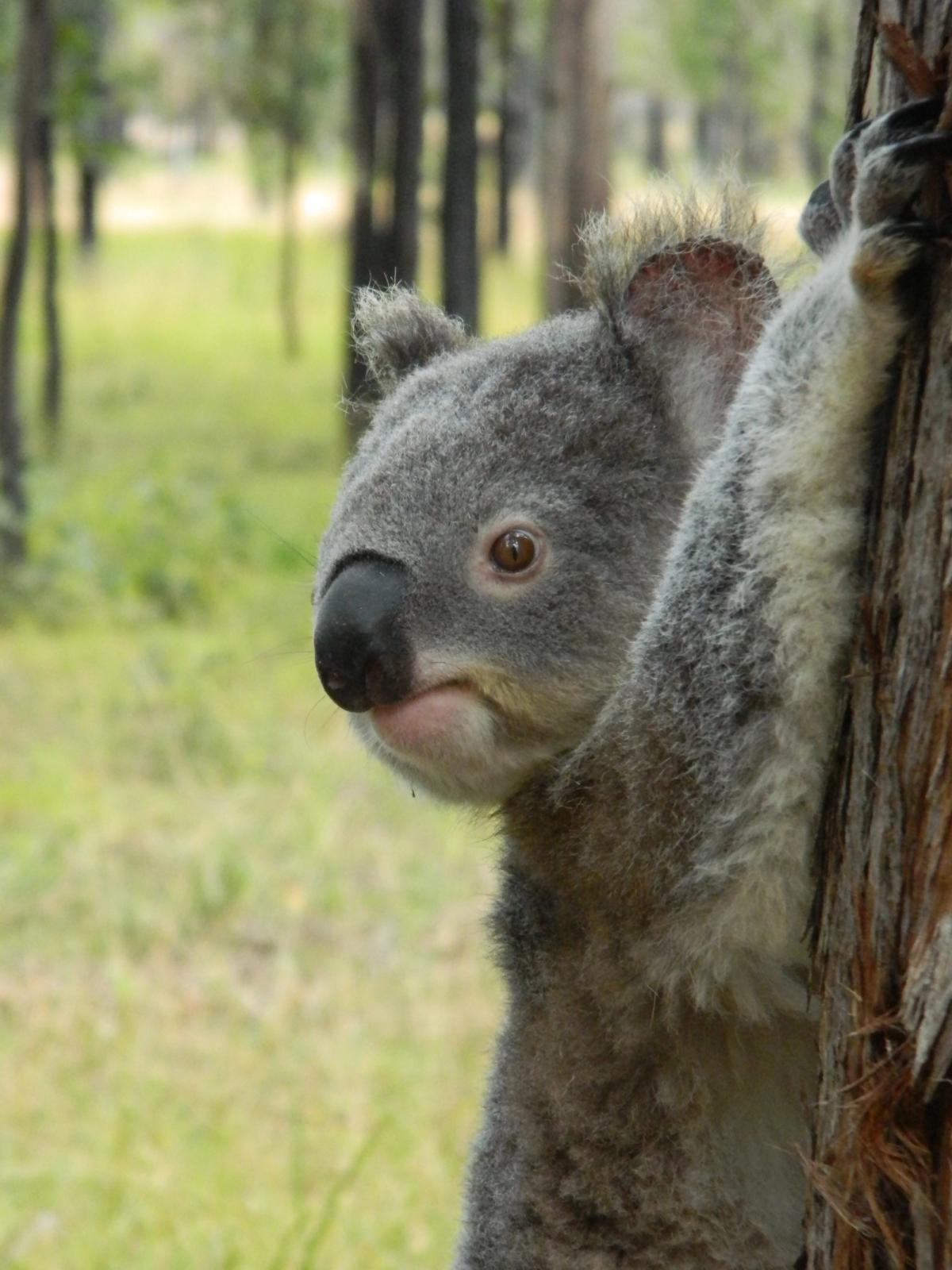 Who Are Koalas In Care Inc? KOALAS IN CARE INC