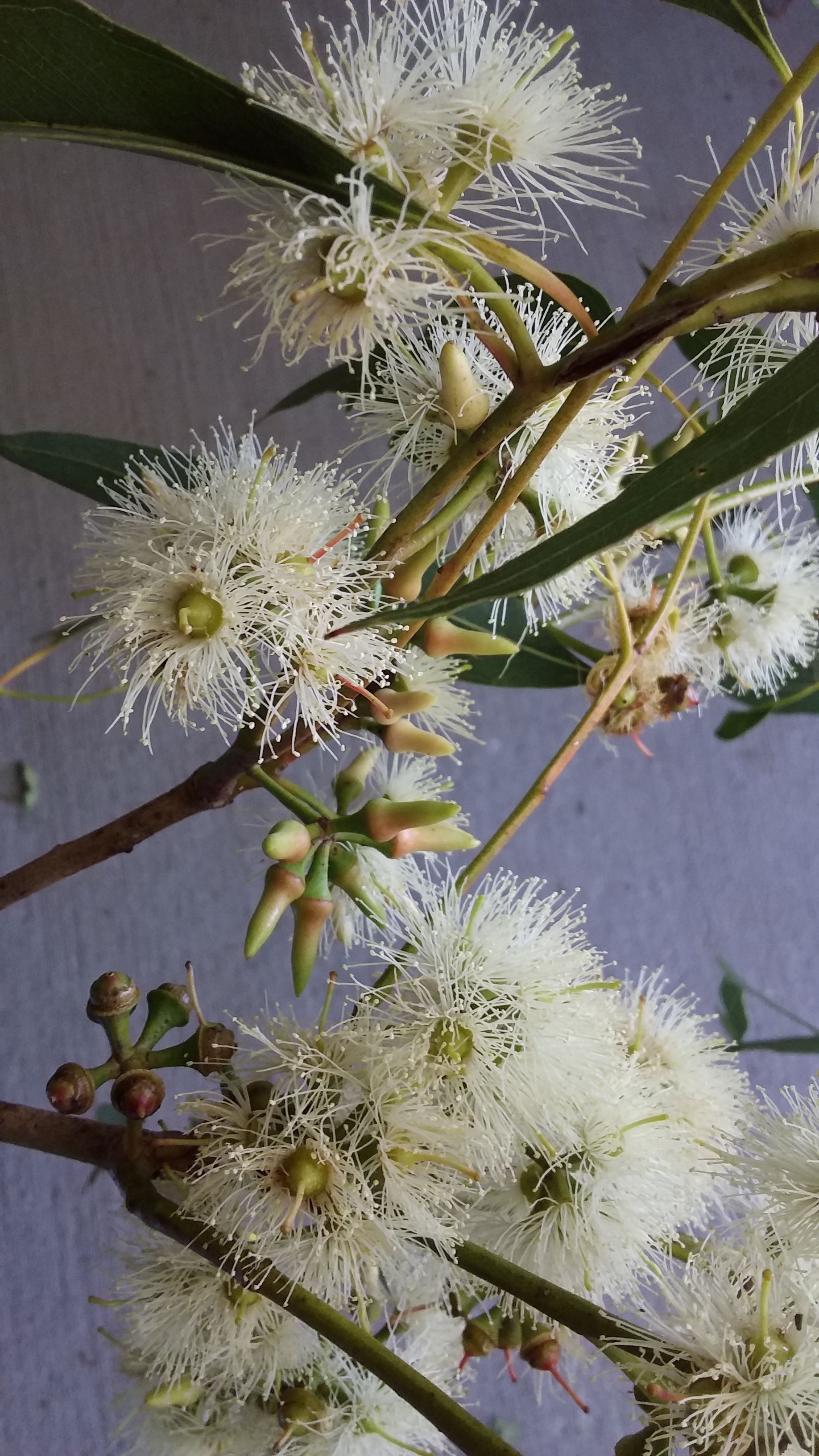 Habitat KOALAS IN CARE INC