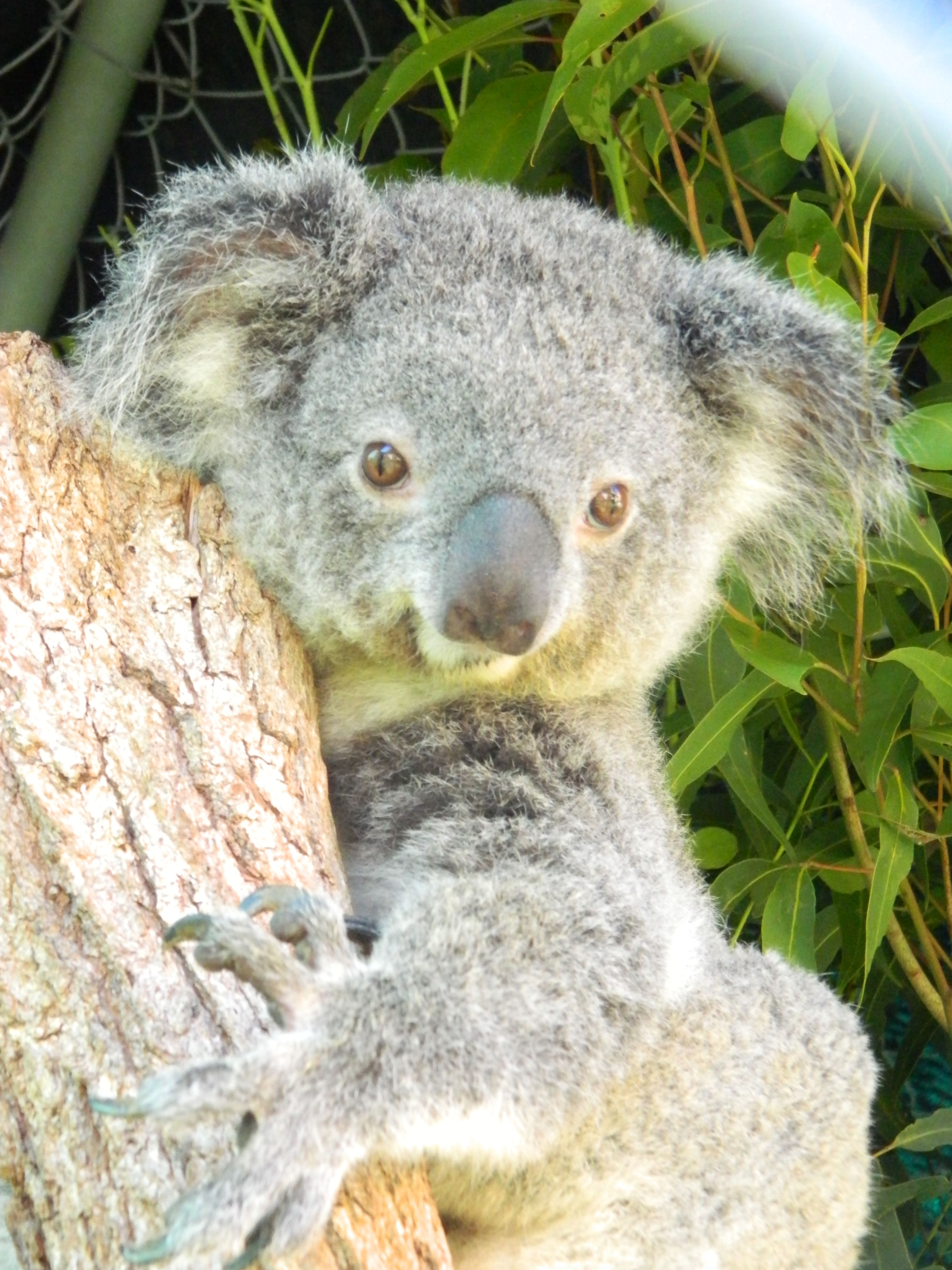 Who Are Koalas In Care Inc? KOALAS IN CARE INC