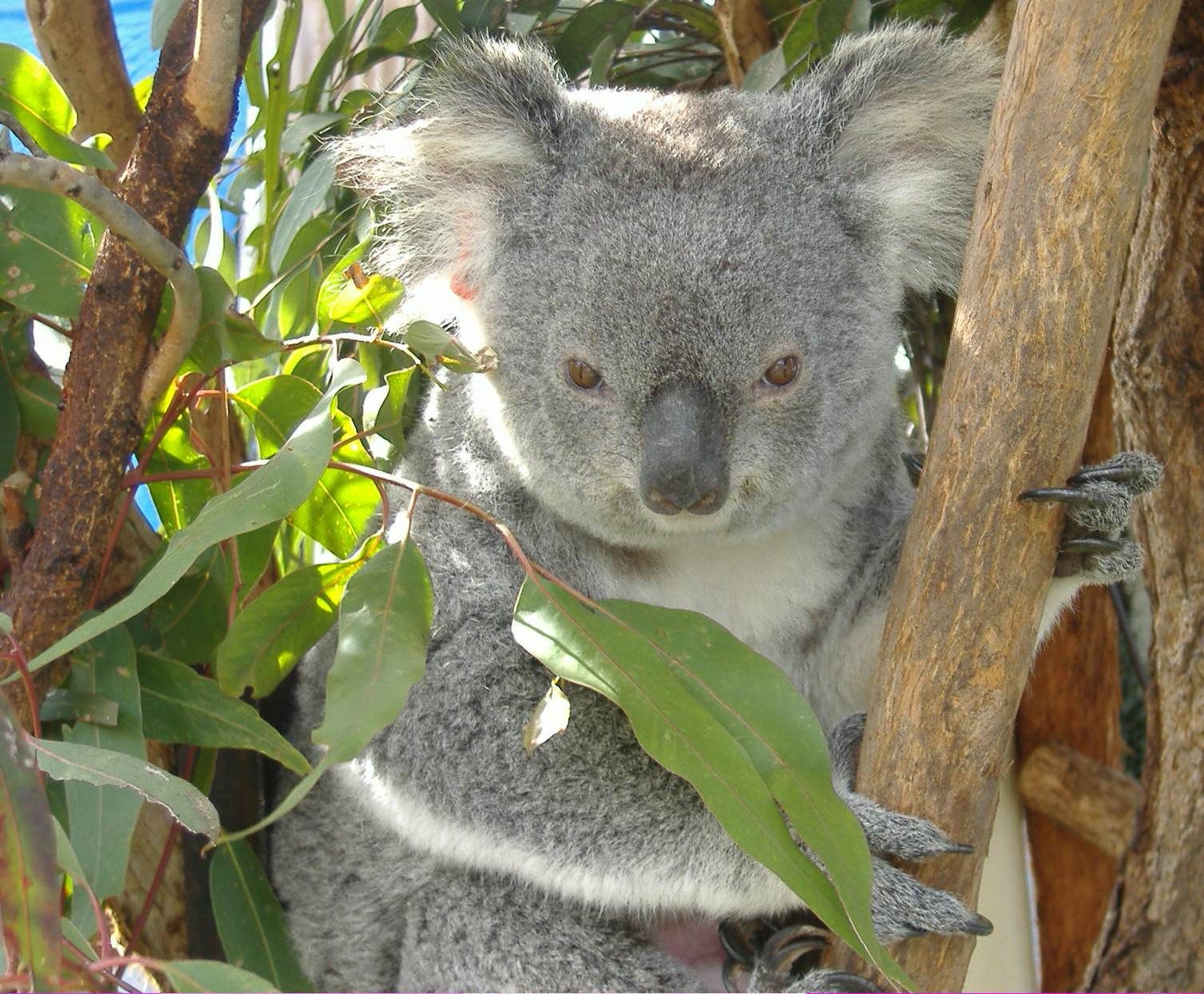 Home KOALAS IN CARE INC