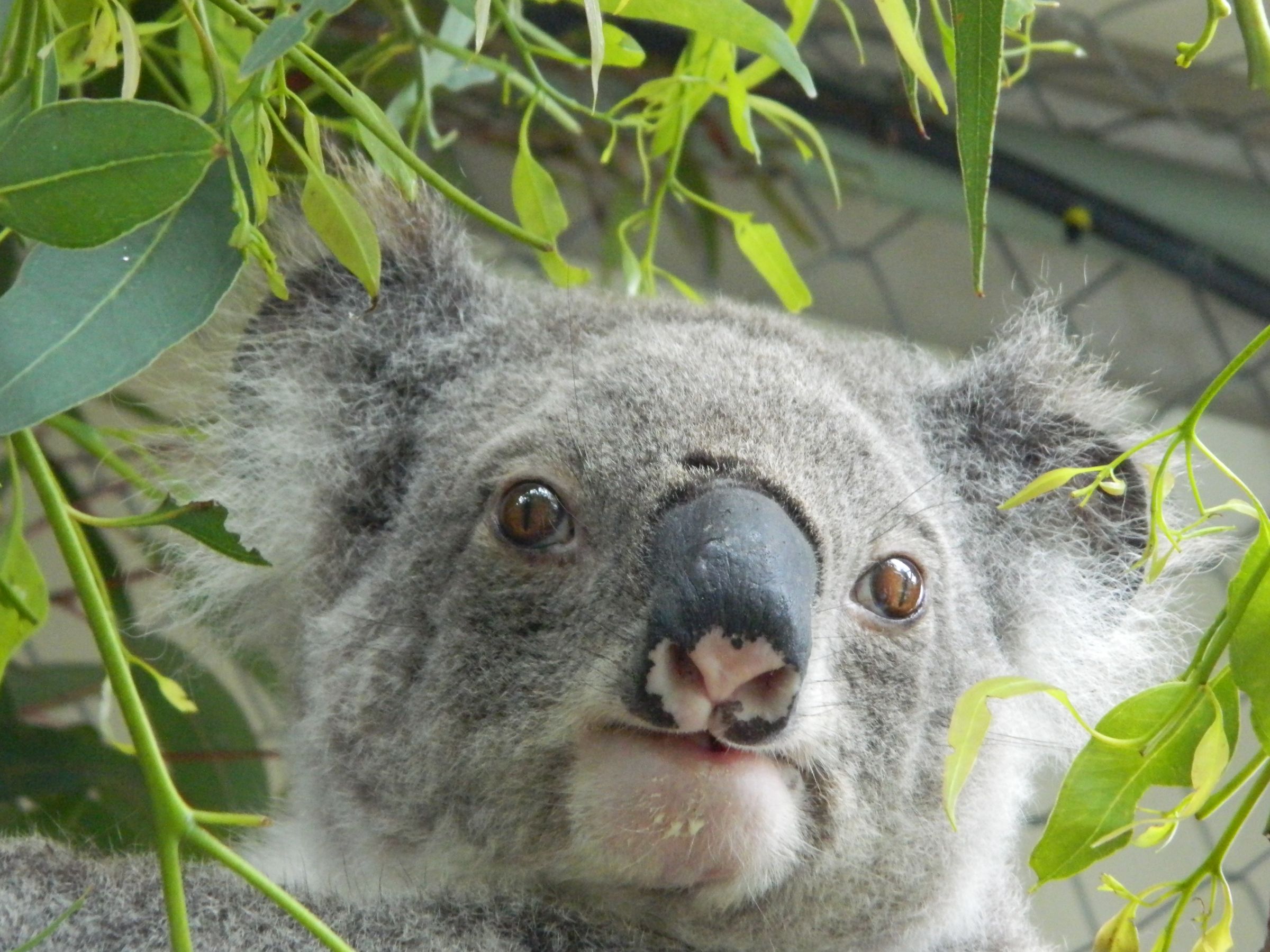 Koala Problems KOALAS IN CARE INC
