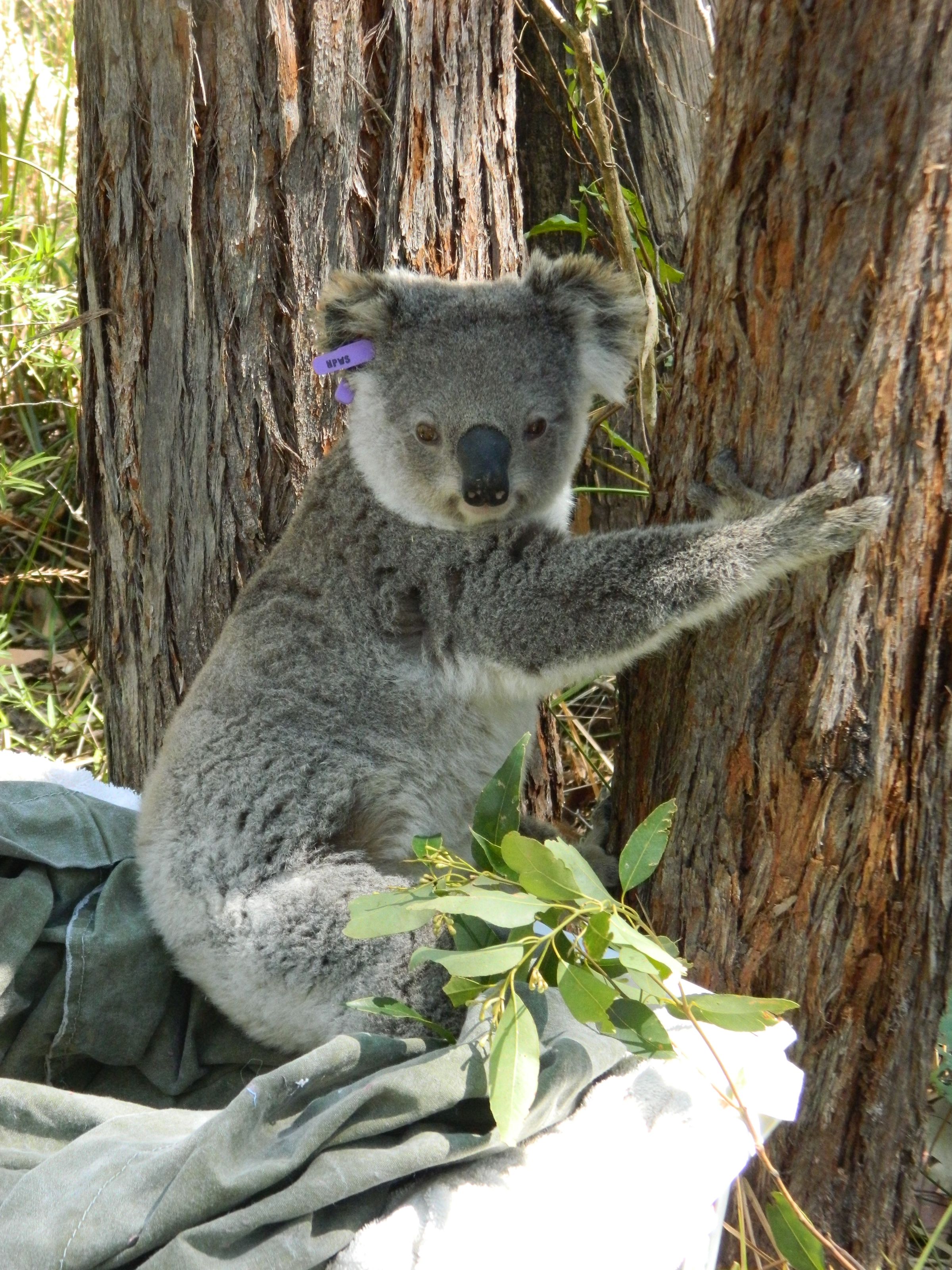 Contact KOALAS IN CARE INC