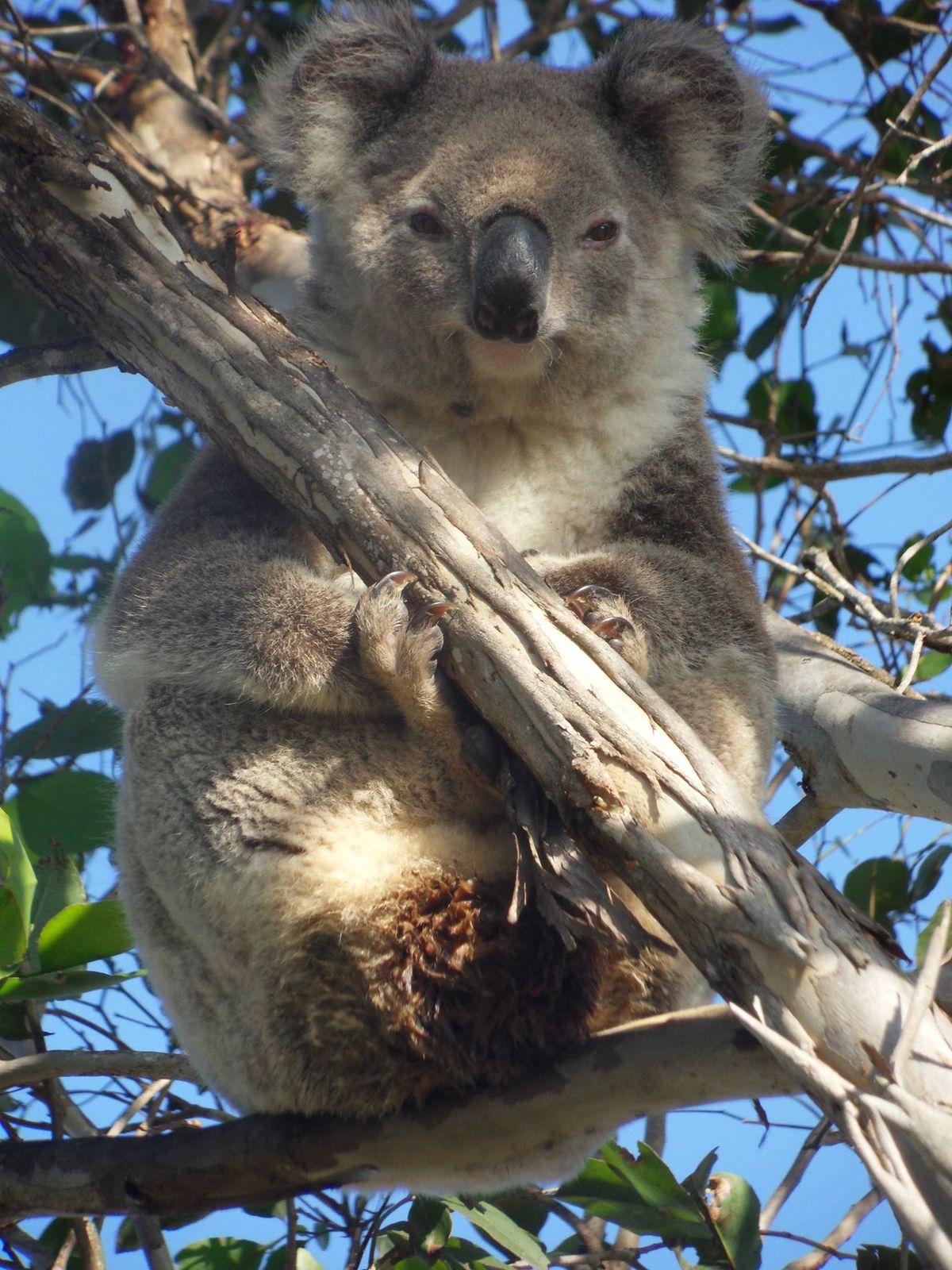 Koala Problems KOALAS IN CARE INC
