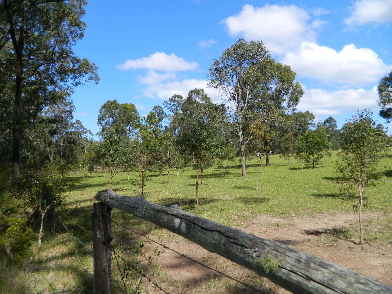 Habitat KOALAS IN CARE INC