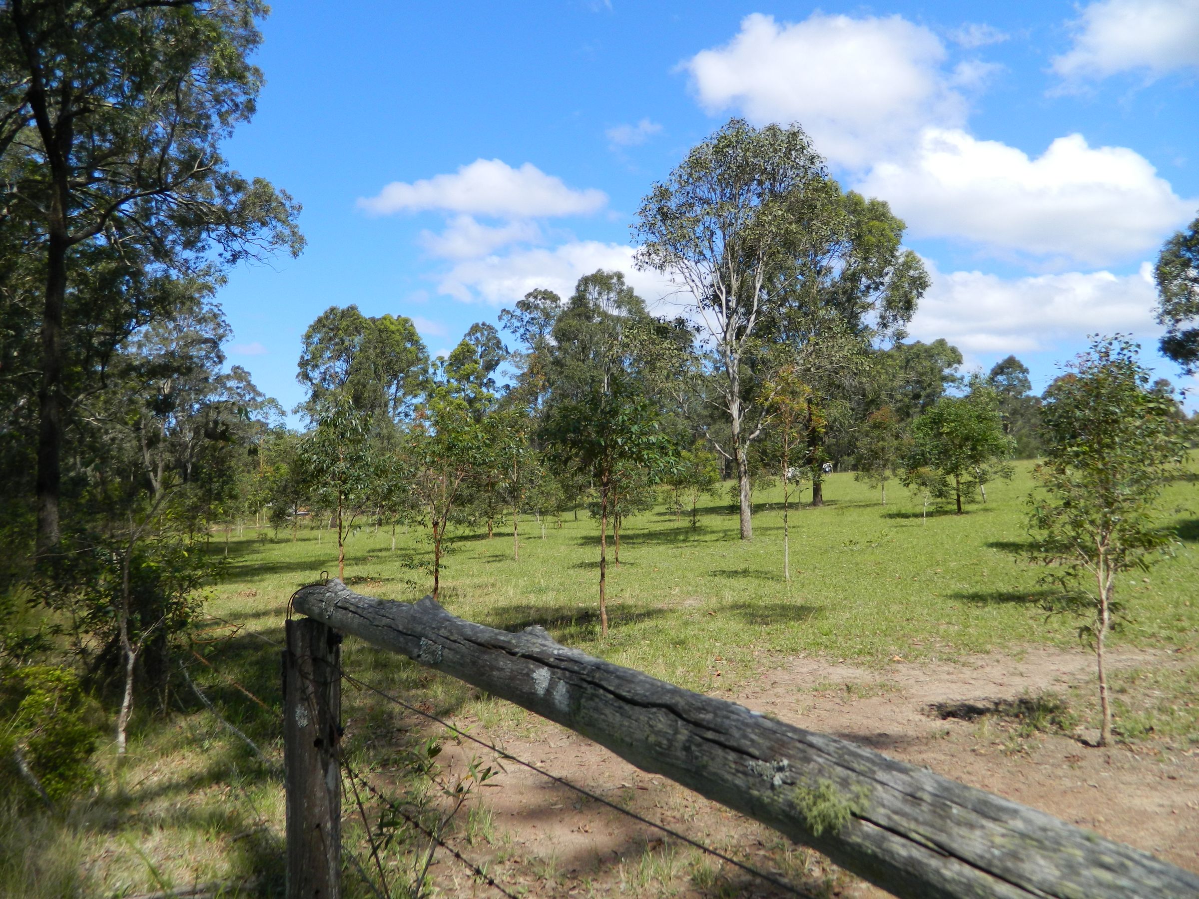 Habitat KOALAS IN CARE INC