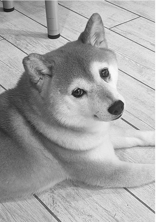 Bao