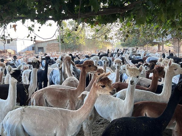 Experiência com Alpacas Andinas — 2