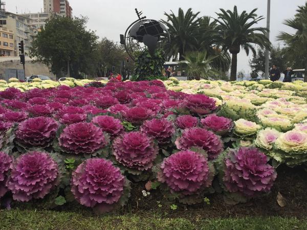 Viña del Mar com Vinhedo em Casablanca — 3