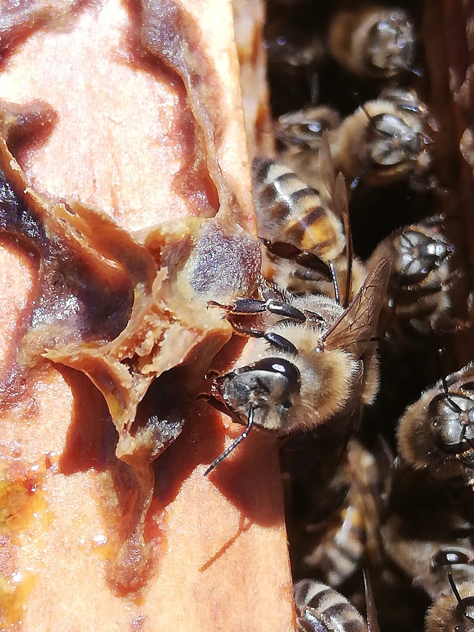 Apiário Colmenares Fide & Vinícola — 4