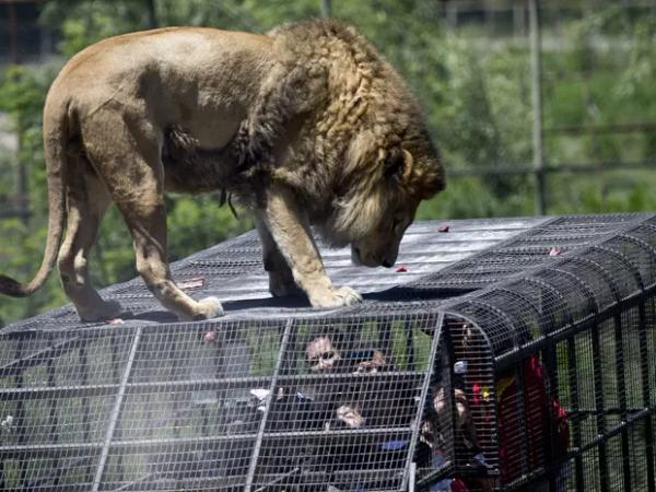 Parque Safari Rancagua — 5