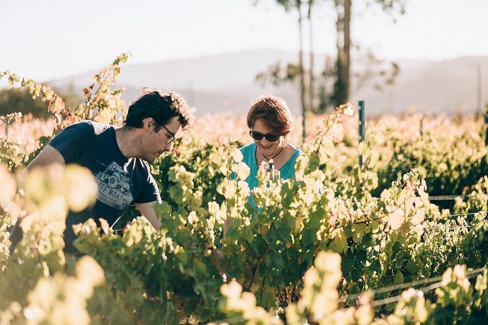 Viña del Mar com Vinhedo em Casablanca — 5