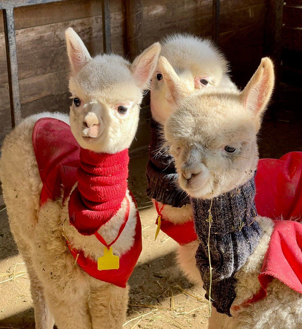 Experiência com Alpacas Andinas — 3