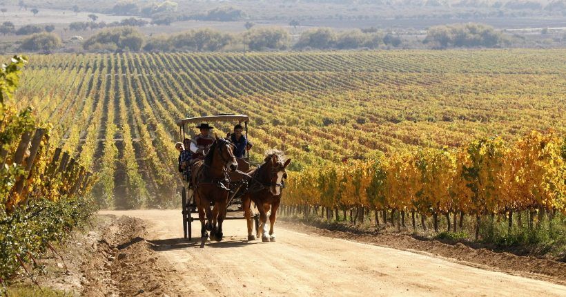 Vinhedos de Colchagua & Cachapoal — 2