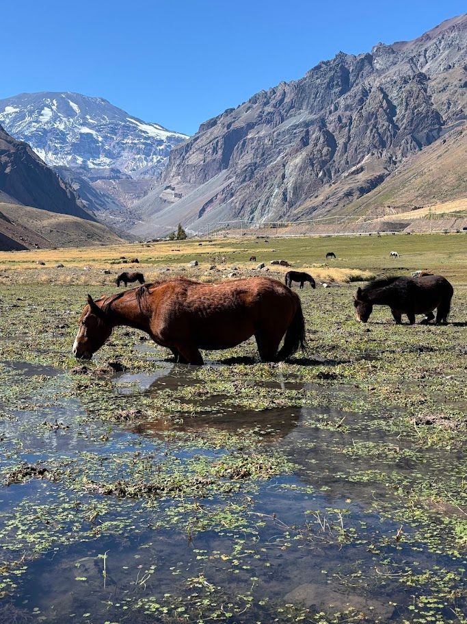 Cajón del Maipo + Concha y Toro — 2