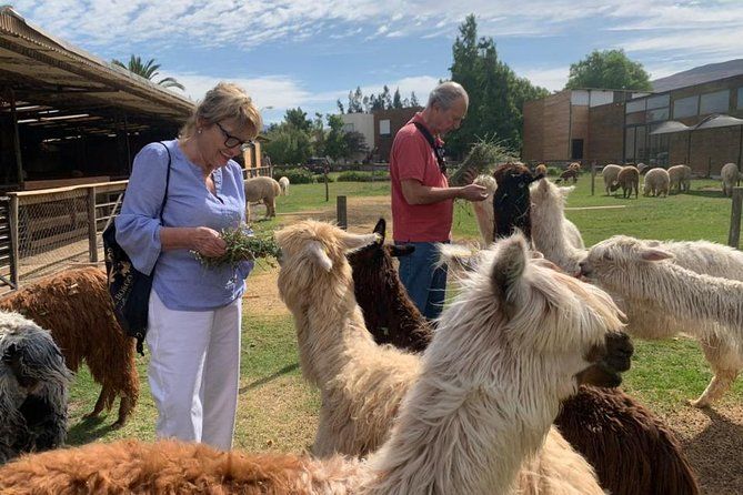 Experiência com Alpacas Andinas — 4