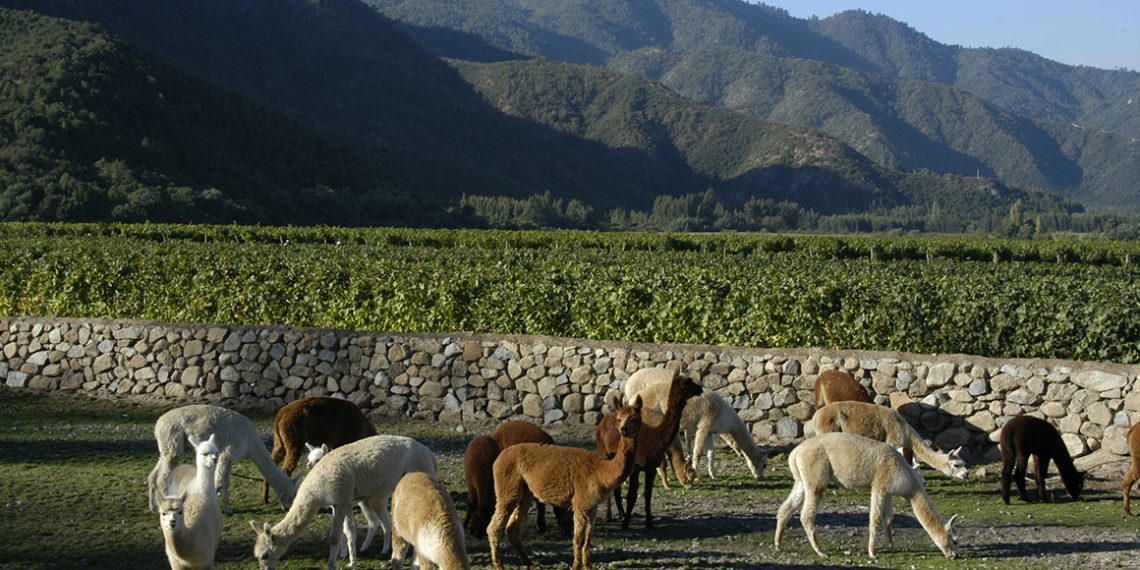 Vinhedos do Valle de Casablanca — 2