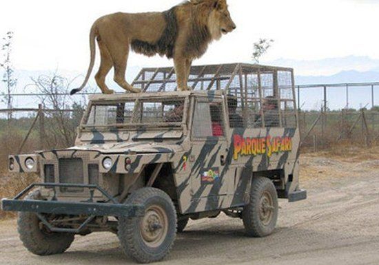 Parque Safari Rancagua — 6