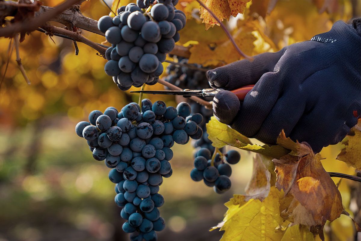 City Tour Santiago + Concha y Toro — 3