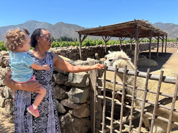 Vinhedos do Valle de Casablanca — 5