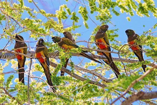 Parque Tricao – Aviário & Humedal — 6