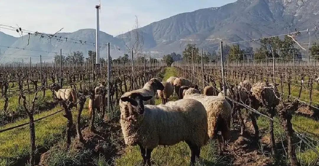 Viña del Mar com Vinhedo em Casablanca — 4