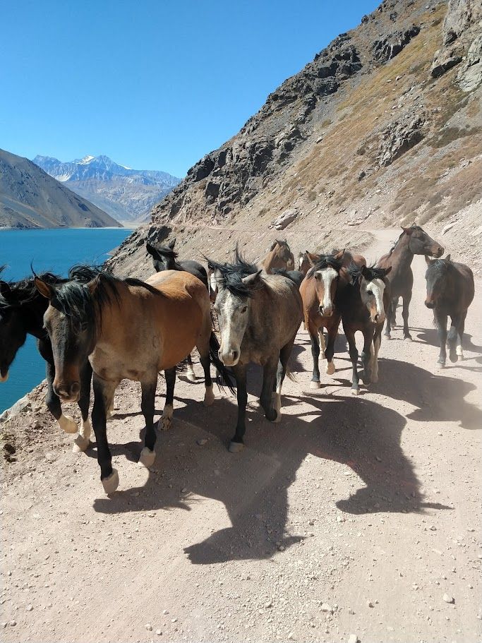 Cajón del Maipo + Concha y Toro — 1