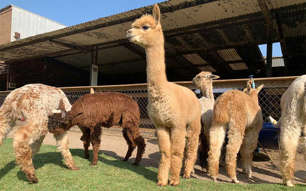 Experiência com Alpacas Andinas — 8