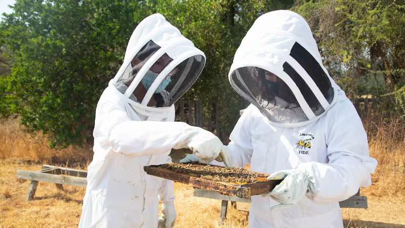 Apiário Colmenares Fide & Vinícola — 1