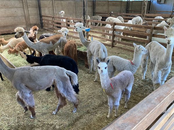 Experiência com Alpacas Andinas — 1