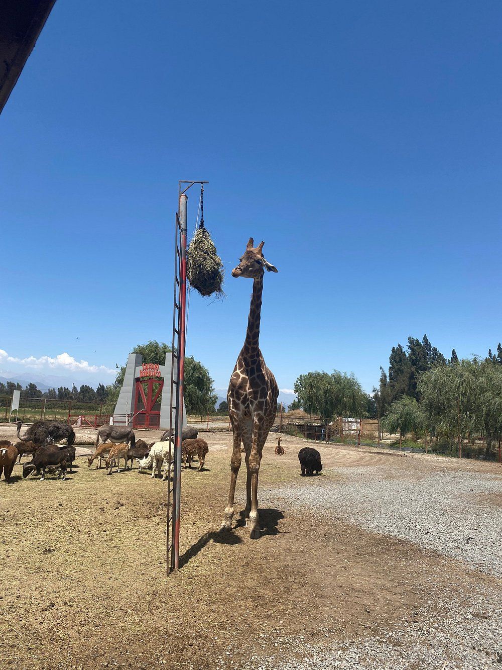 Parque Safari Rancagua — 4