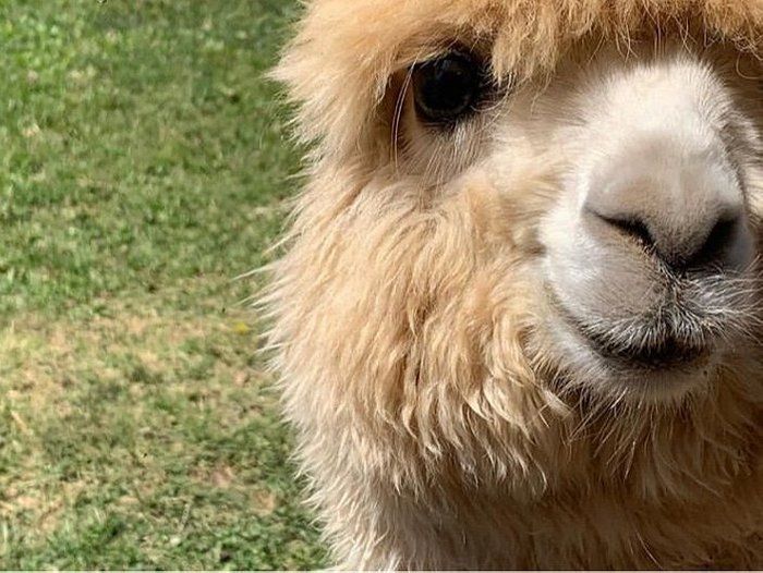 Experiência com Alpacas Andinas