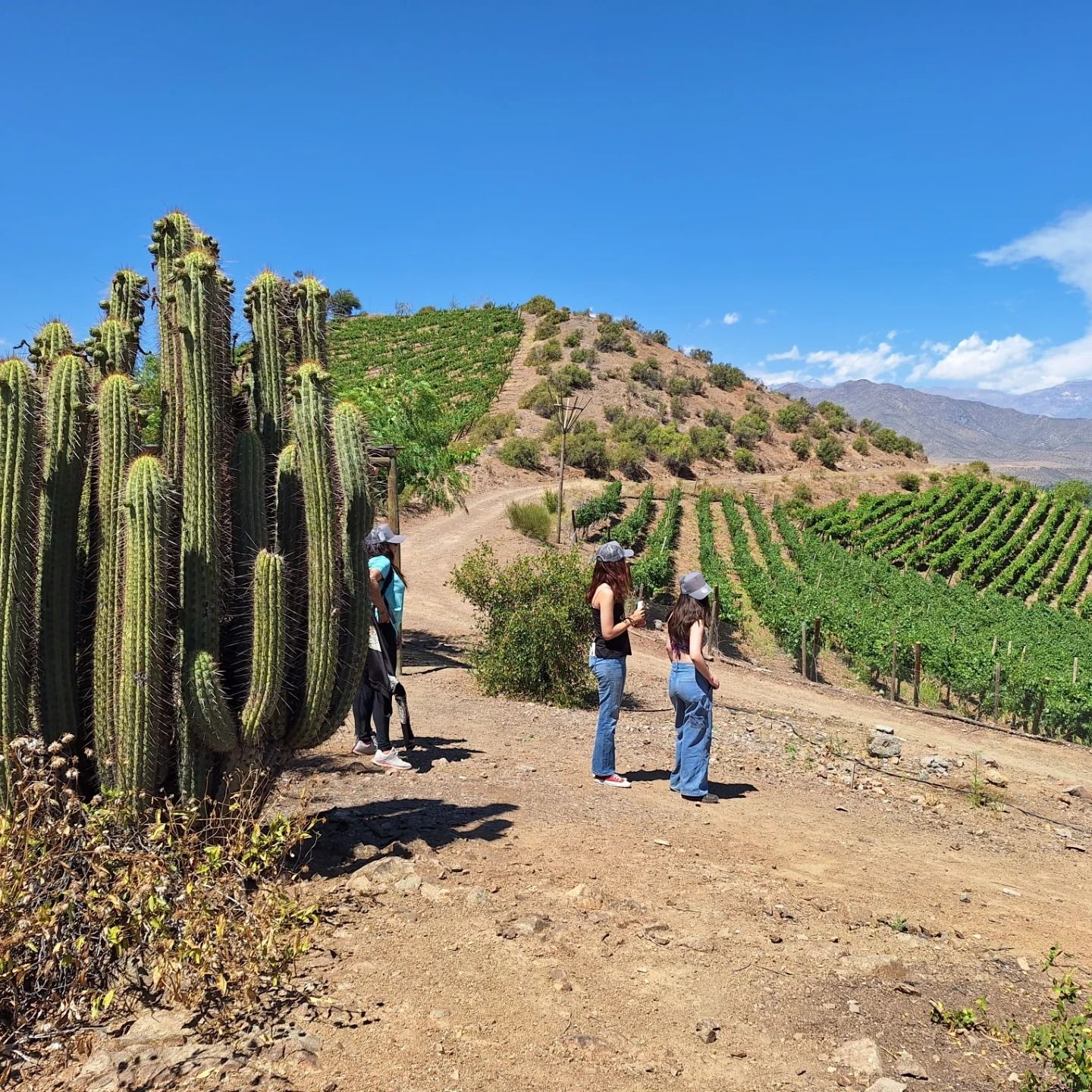 Vinhedos do Valle de Aconcágua — 4