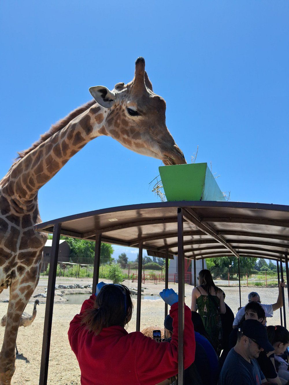 Parque Safari Rancagua — 3