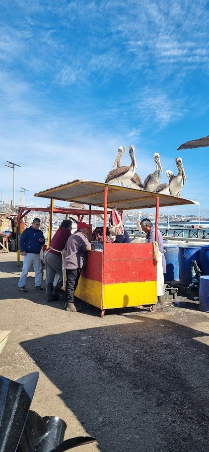 Viña del Mar com Vinhedo em Casablanca — 1