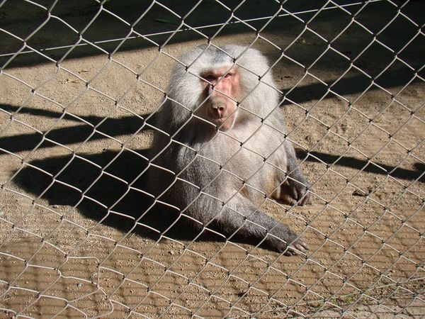 Parque Safari Rancagua — 7