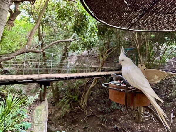 Parque Tricao – Aviário & Humedal — 5