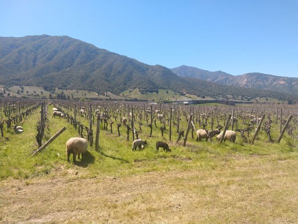 Vinhedos de Colchagua & Cachapoal — 6