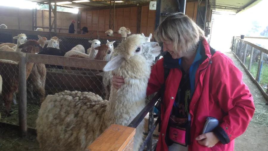 Experiência com Alpacas Andinas — 5