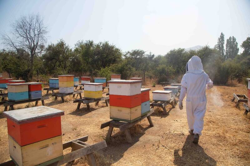 Apiário Colmenares Fide & Vinícola