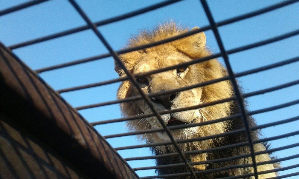 Parque Safari Rancagua — 2