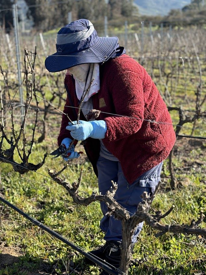 Viña del Mar com Vinhedo em Casablanca — 6