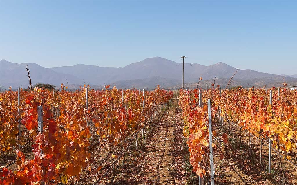 Vinhedos do Valle de Casablanca — 3