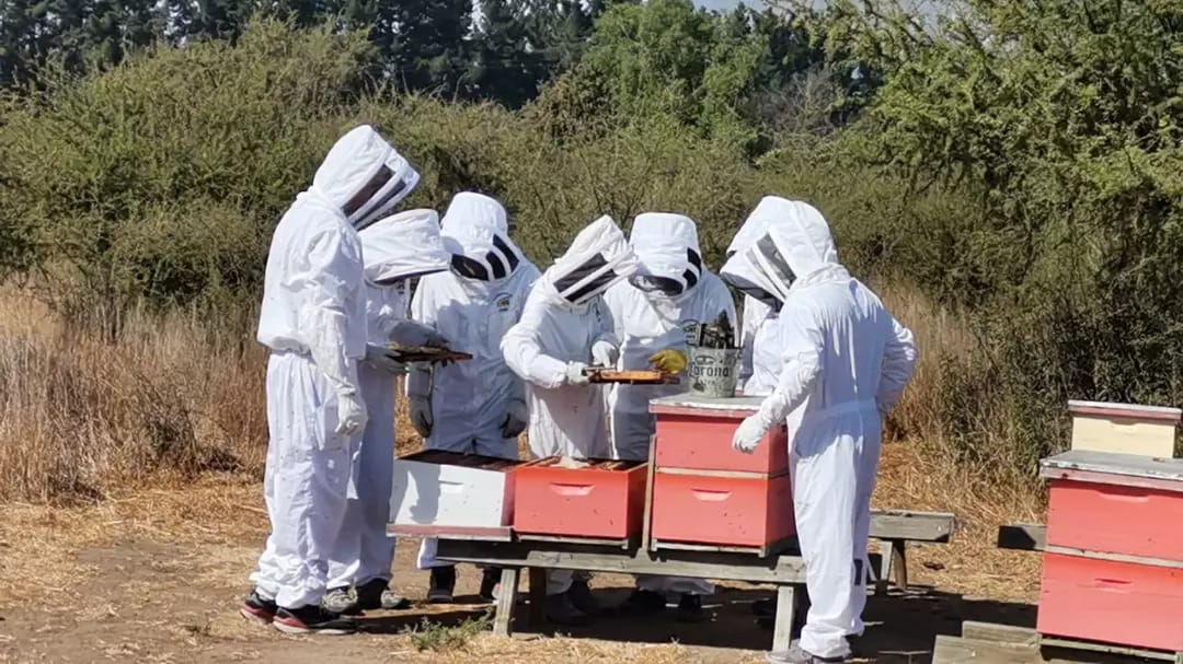 Apiário Colmenares Fide & Vinícola — 5