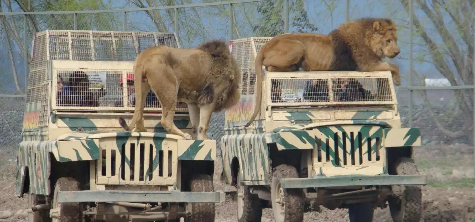 Parque Safari Rancagua — 8