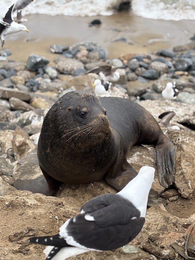 Valparaíso com Vinhedo em Casablanca — 2