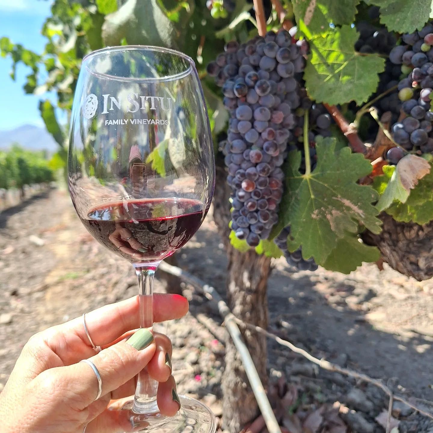 Vinícola em Família com Crianças — 8