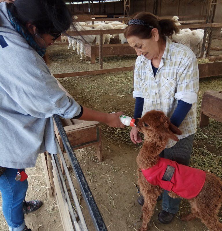 Experiência com Alpacas Andinas — 6