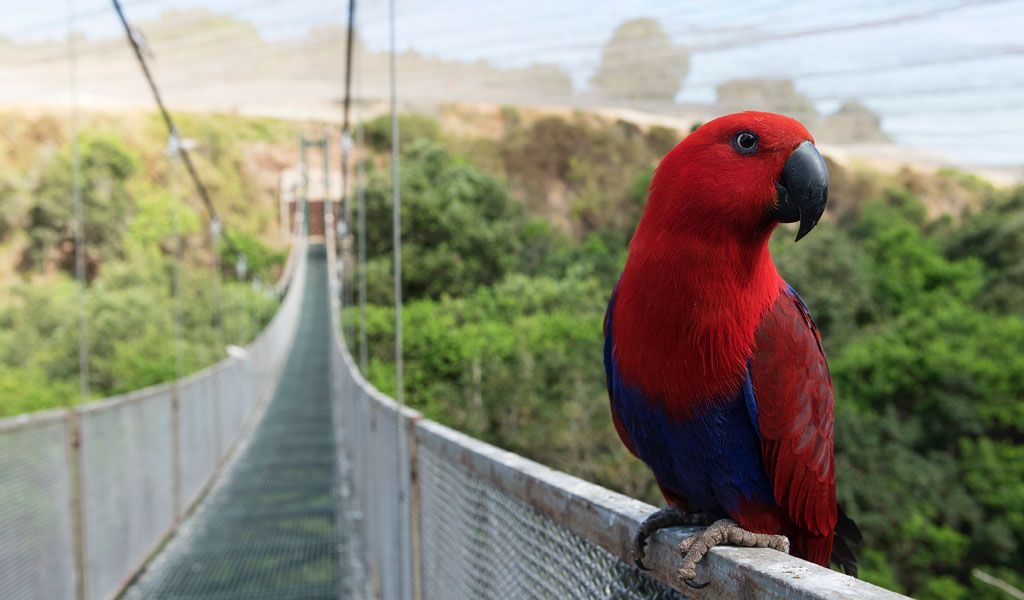 Parque Tricao – Aviário & Humedal